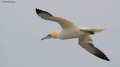 Gannet 120409